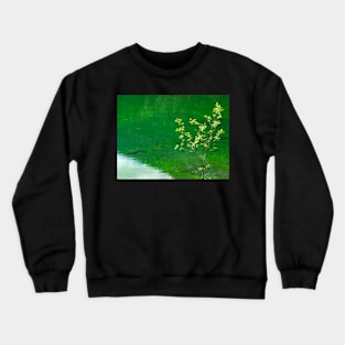 Green Lake and Tree Crewneck Sweatshirt